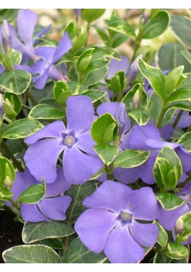 Beyaz Alaca Yapraklı Vinca Major Variegata Cezayir Menekşesi 20-40cm