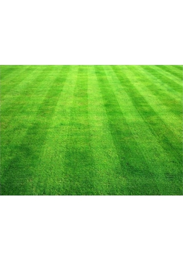 Bermuda Çim Tohumu Uganda Çim Tohumu 500 Gr