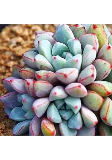 10 Adet Colorful Succulent Varity Tohumu