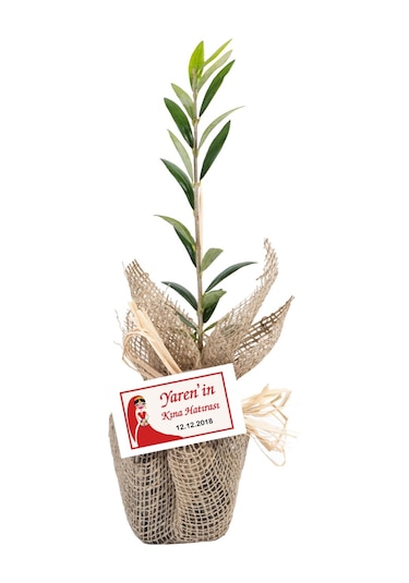 Özel Günlerinizde Ölümsüz Bir . Zeytin Fidanı