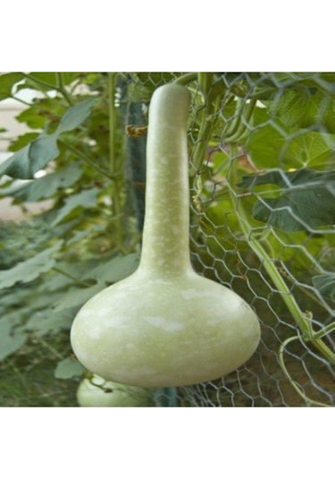 Nadir Süs Kabağı Tohumu Ekim Seti 3 Tohum Kabak Tohumu Su Kabağı Tohumu Saksı Toprak Kombin