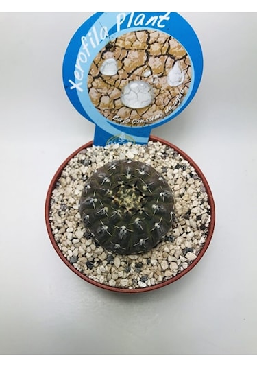 Gymnocalcycium Stellatum Özel Tür Kaktüs