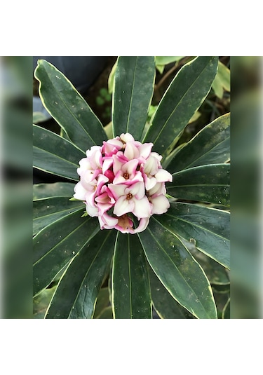 Kafkas Gülü Daphne Kokulu 40-60 Cm