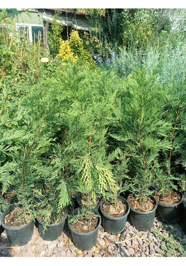 Leylandi Fidanı 40-60 Cm 5 Adet