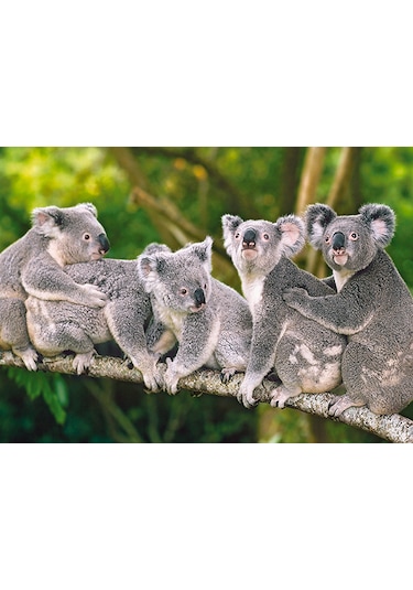 Castorland 120 Parça Koala Ailesi Puzzle