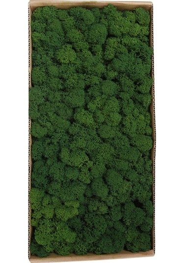 Sürdürülebilir Yeşil Saklı Moss: Bakımı Olmayan, Ev/ofis Duvar Dekorasyonu, 500g Natural Dekoratif Öğe