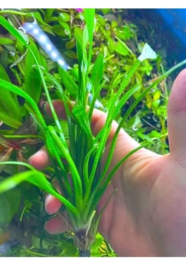 1 Bağ 2-4 Kök Akvaryum Bitkisi - Sagittaria Subulata