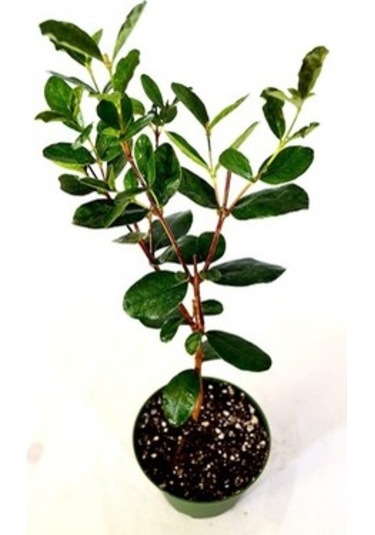 Kaymak Ağacı Feijoa Fidanı 2 Adet