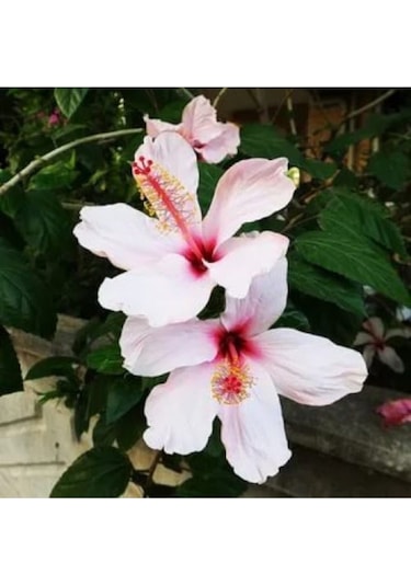 Serada Decor Plant Japon Gülü Beyaz Çiçeği Fidanı