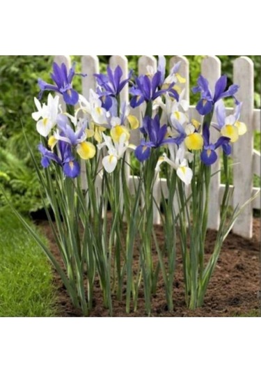 Karışık Renkli Iris Mix (Süsen) Soğanı 10 Adet - ADAFDN0035