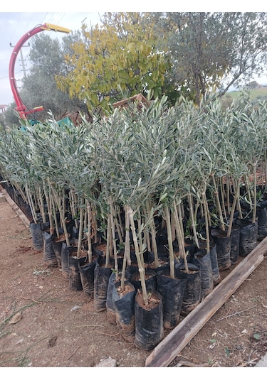 1 Yaş Gemlik Trilye Zeytin Fidanı