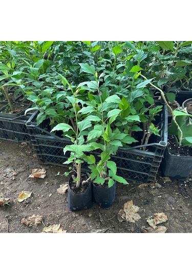 Çiçek Verir Durumda Oya Ağacı Fidanı