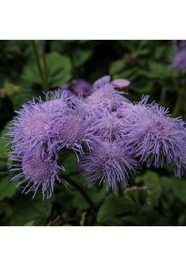 Vapur Dumanı 30 Adet Tohum