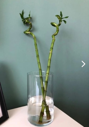Dekoratif Silindir Cam Bambu Canlı Kuru Çiçek Vazo 10x20 Cm
