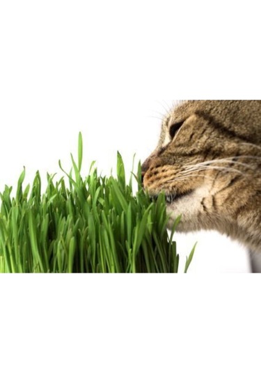 Ithal Kedi Çimi Tohumu 30 Gram Tohum Çim Tohumu