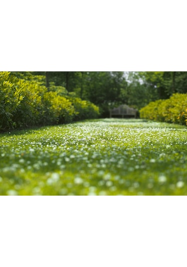 Xeriscape Mix Çayır Mera için Çim Tohumu Karışımı 10 kg