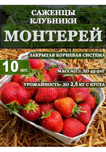Monterey Çilek Fidesi 10 Ad