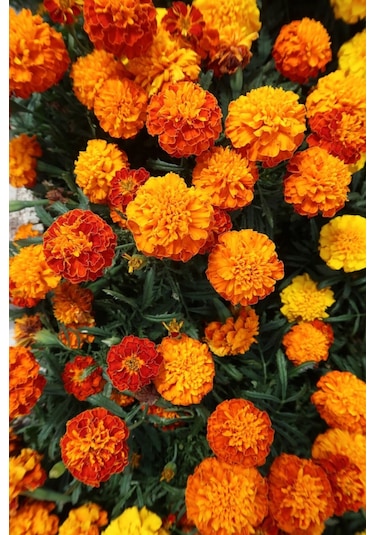 Fransız Kadife Çiçeği Tohumu Bodur Petite Serisi Karışım Tagetes