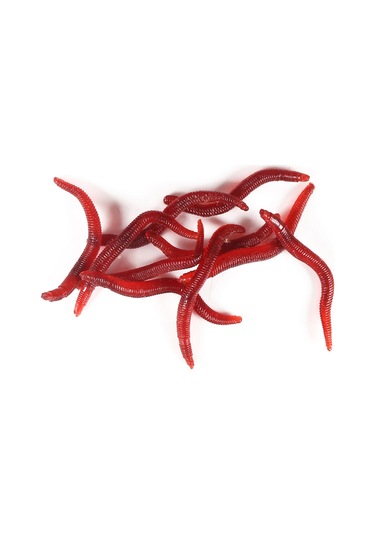 Tenfowee 78 Parça Balık Yemeği Ve İğne Aksesuar Seti - Metal Ve Plastik Malzeme, Balıkçılık Gereç Kutusu Dahil