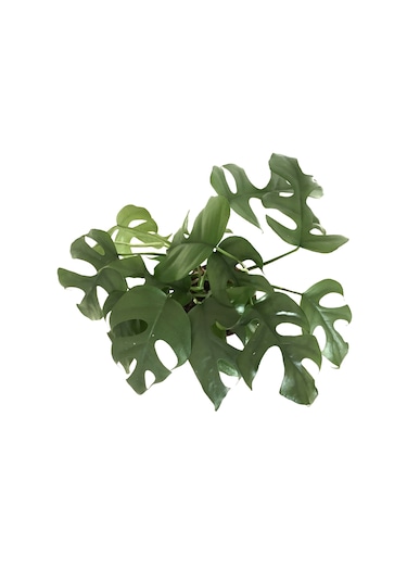 Monstera Minima (Deve Tabanı) Ø12 CM Y25-30 CM