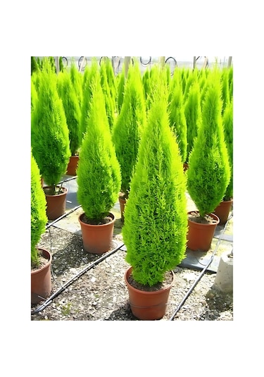 Limon Servi Cupressus Macrocarpa Goldcrest 100 Cm