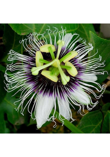 Passiflora Çiçeği Tohumu Çarkıfelek Çiçeği Thumu 3 Tohum+ T
