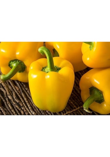 Sarı Dolma Biber Tohumu Bahçevilya