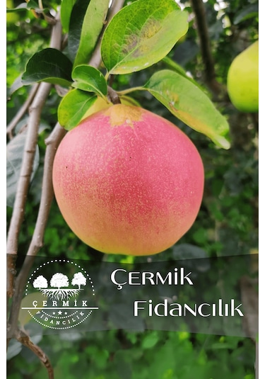 Aşılı Vahapbey Kırmızı Ayva Fidanı 3 Yaş