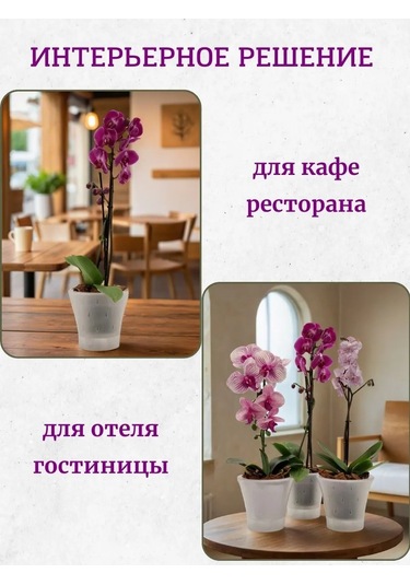 Live-in-green 2l Şeffaf Plastik Orkide Saksı S 342131425