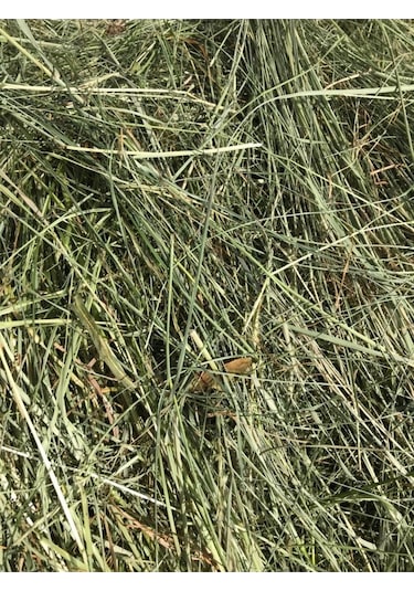 Çayır Otu Taze Yeşil ve Kuru Kemirgen Otu 2 KG