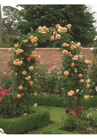 Somon Kayısı Yediveren Sarmaşık Gül Fidanı 15-25 CM