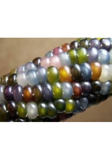 100 Adet Tohum Nadir Renkli Boncuk Mısır Tohumu Organik Bahçe