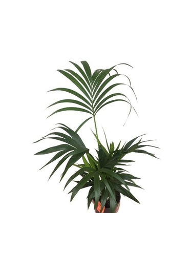 Howea Forsteriana Kentia Palmiyesi İthal - Kentya - 120 Cm