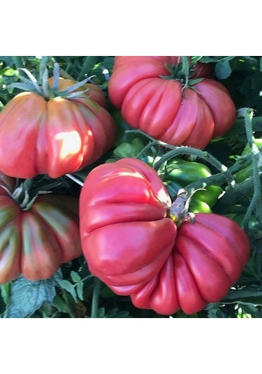 Pink Accordion Etli Pembe Domates Tohumu 15 Tohum