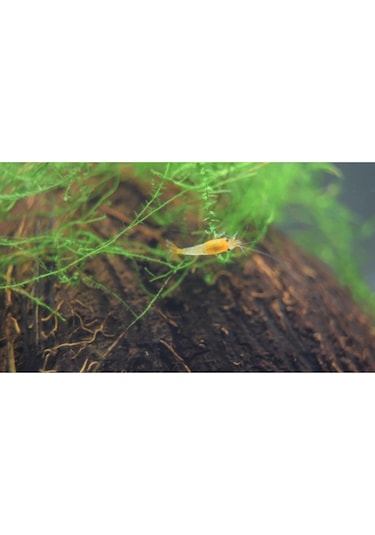 Rili Karides Turuncu 4 Ad 1-2 Cm
