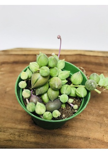 Senecio Rowleyanus Variegata Sarı Yeşil Renkli Tesbih Çiçeği