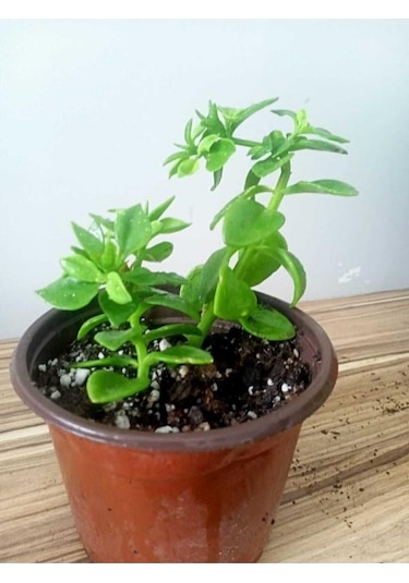 Buz Çiçeği Fidesi Fidanı 3 Adet 10-20 Cm Aptenia Cordifolia