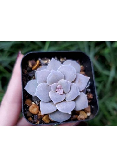 10 Adet Graptopetalum Pentandrum Succulent Tohumu