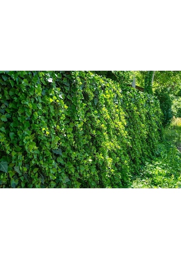 Duvar Sarmaşığı Hedera Helix 80-100 Cm