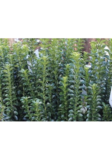 Sütun Taflan Green Rocket 15-20 Cm Saksılı