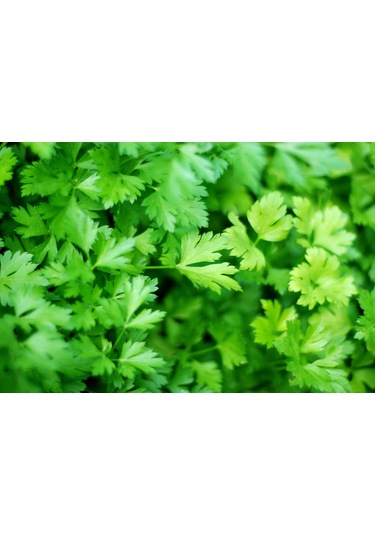 Maydanoz Tohumu D'giant İtaliana Çeşidi, 1 Gram, 700 Adet