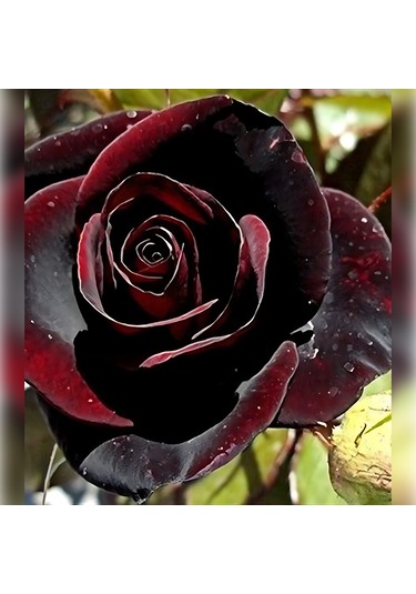 Kırmızı Kadife Gül Koyu 50-80 Cm