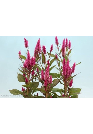 Nadir Püskül Çiçeği Tohumu 5 Tohum Çiçek Tohumu