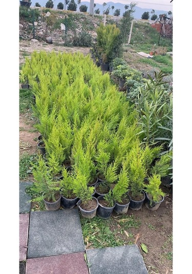 Limon Çamı Limoni Servi Fidanı 2 Yaşında 30-35 Cm