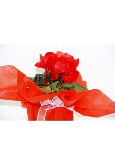 Kırmızı Siklamen Çiçeği - Yılbaşı Çiçeği Hediyelik