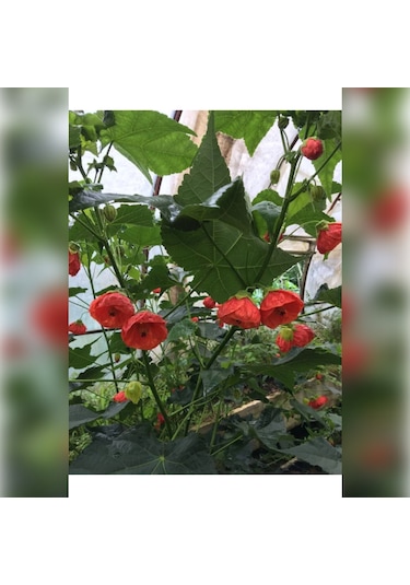 Japon Gülü Chinese Rose / Hibiscus 70 - 120 Cm Tüplü