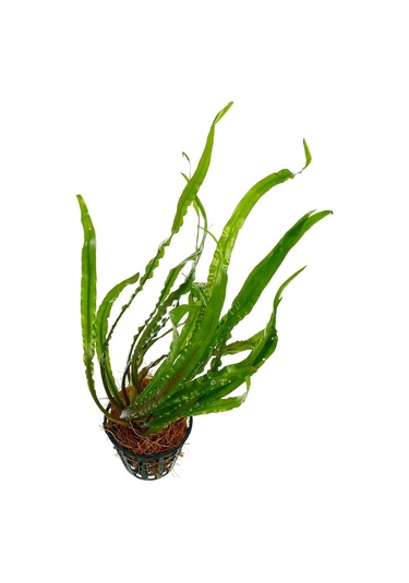 Ada Akvaryum Amazon Hançeri Cryptocoryne Crispatula 1 Kök 30 x 40 Cm