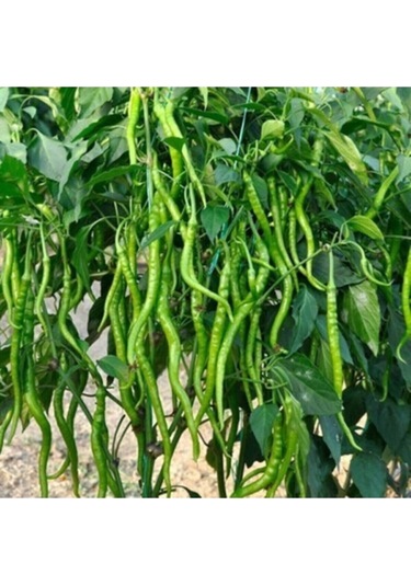 1000 Adet Yediveren Tatlı Kıl Biber Tohumu