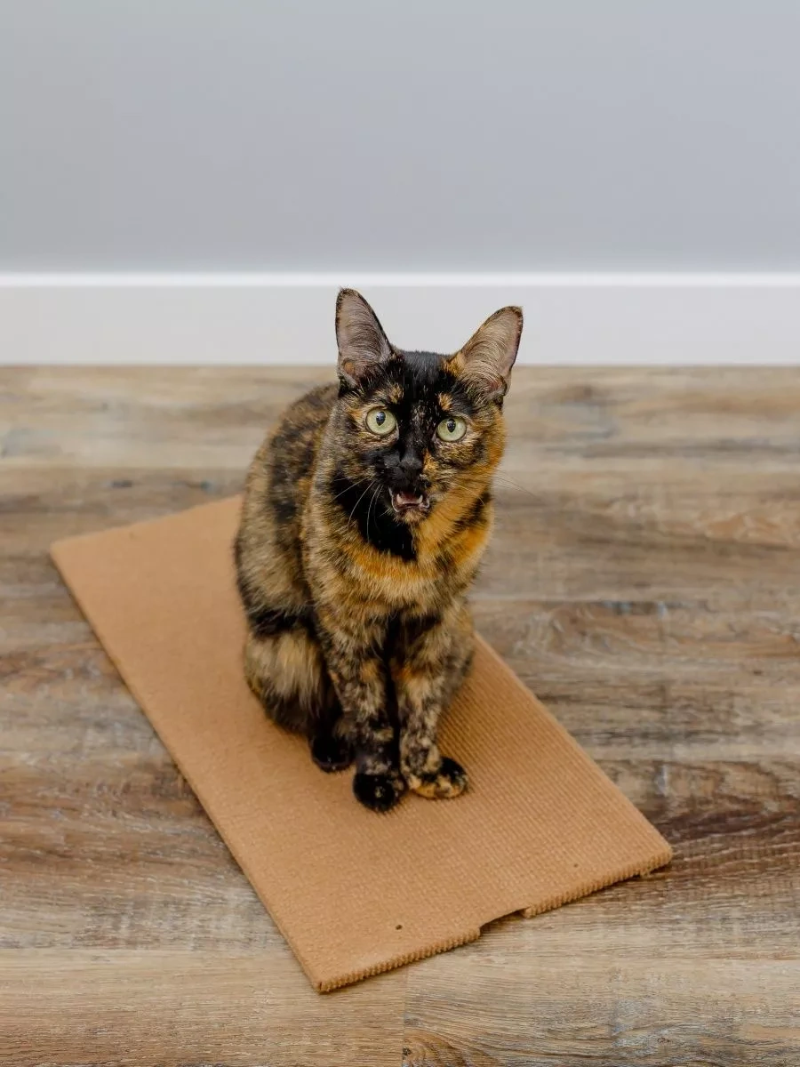 Dzessi Duvar Tipi Köşe Halılı Kedi Tırmalama Tahtası 24814195