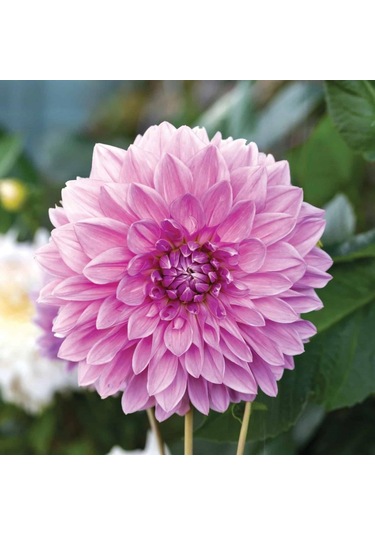 Lavender Perfection Dahlia Yıldız Çiçeği Yumrusu (1 adet )